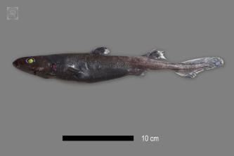 Etmopterus viator